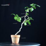 Camellia Japonica Unryu - Zigzag