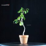 Camellia Japonica Unryu - Zigzag - immagine 2