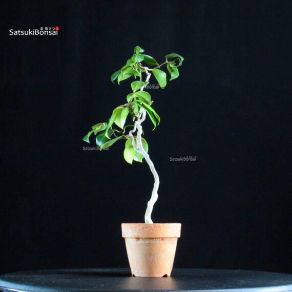 Camellia Japonica Unryu - Zigzag - immagine 2