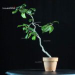 Camellia Japonica Unryu - Zigzag - immagine 3