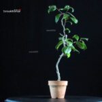 Camellia Japonica Unryu - Zigzag - immagine 4