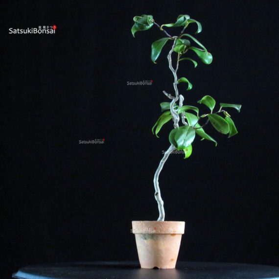 Camellia Japonica Unryu - Zigzag - immagine 4