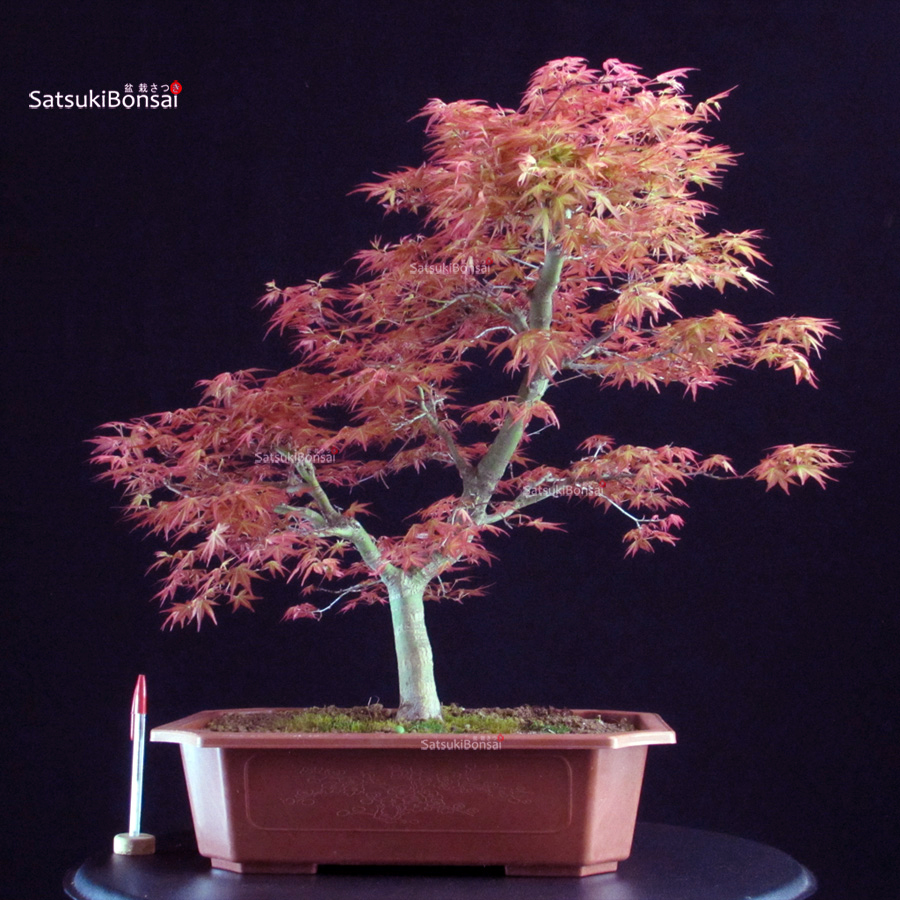 2553_1-Acer palmatum Benichidori Acero palmato Benichidori - immagine 1