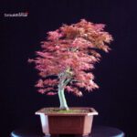 Acero palmato Benichidori - immagine 3