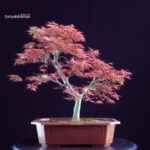 Acero palmato Benichidori - immagine 4