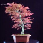 Acero palmato Benichidori - immagine 5