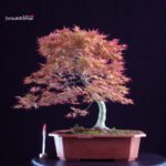 Acero palmato Benichidori