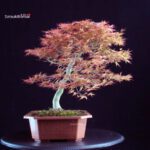 Acero palmato Benichidori - immagine 3