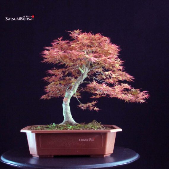 Acero palmato Benichidori - immagine 4