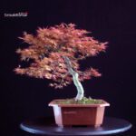 Acero palmato Benichidori - immagine 5