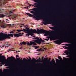 Acero palmato Benichidori - immagine 2