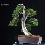 Taxus Cuspidata - Tasso