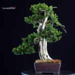 Taxus Cuspidata - Tasso - immagine 4