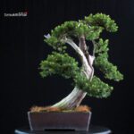 Taxus Cuspidata - Tasso - immagine 3