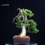Taxus Cuspidata - Tasso - immagine 2