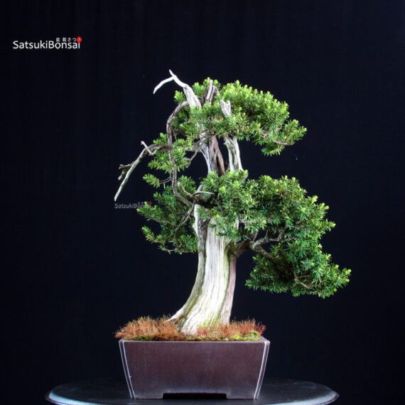 Taxus Cuspidata - Tasso - immagine 2
