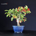 Pourthiaea Villosa - immagine 3