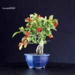 Pourthiaea Villosa - immagine 4