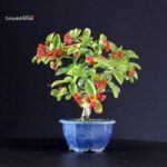 Pourthiaea Villosa - immagine 5