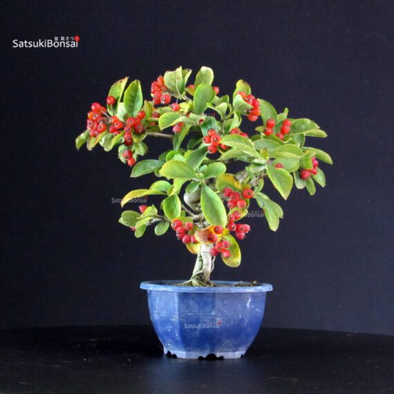 Pourthiaea Villosa - immagine 5