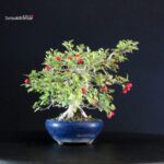Crataegus Cuneata - Biancospino Rosa - immagine 2