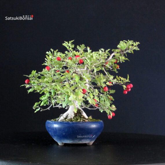 Crataegus Cuneata - Biancospino Rosa - immagine 2