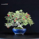Crataegus Cuneata - Biancospino Rosa - immagine 3