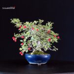 Crataegus Cuneata - Biancospino Rosa - immagine 4
