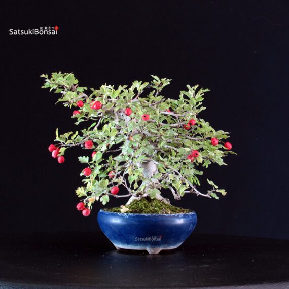 Crataegus Cuneata - Biancospino Rosa - immagine 4