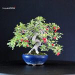 Crataegus Cuneata - Biancospino Rosa