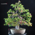 Chaenomeles Sinensis