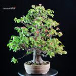 Chaenomeles Sinensis - immagine 2