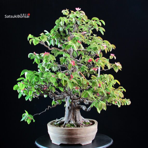 Chaenomeles Sinensis - immagine 2