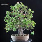 Chaenomeles Sinensis - immagine 3