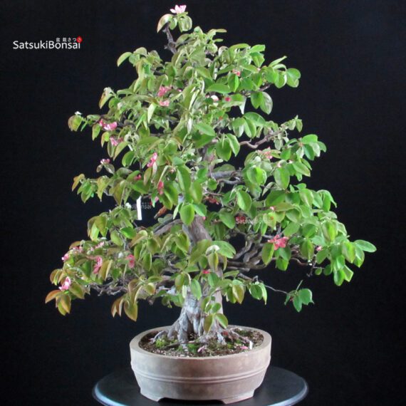 Chaenomeles Sinensis - immagine 4