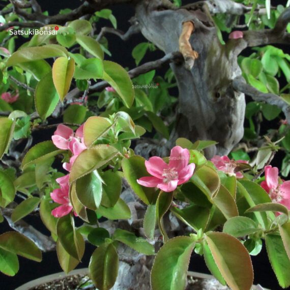Chaenomeles Sinensis - immagine 7