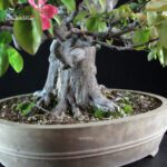 Chaenomeles Sinensis - immagine 5