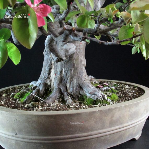 Chaenomeles Sinensis - immagine 5