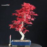 Acero palmato var. Deshojo