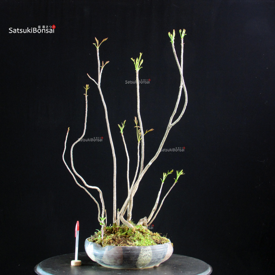 5873_1-Rhus Succedanea Rhus Succedanea - immagine 1