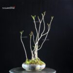 Rhus Succedanea - immagine 3