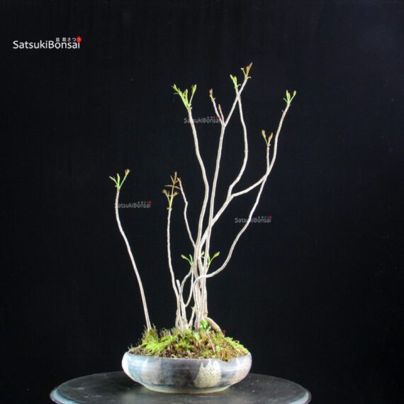 Rhus Succedanea - immagine 3