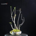 Rhus Succedanea - immagine 4