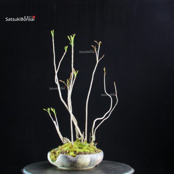 Rhus Succedanea - immagine 4