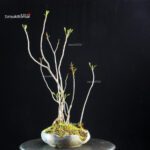 Rhus Succedanea - immagine 5