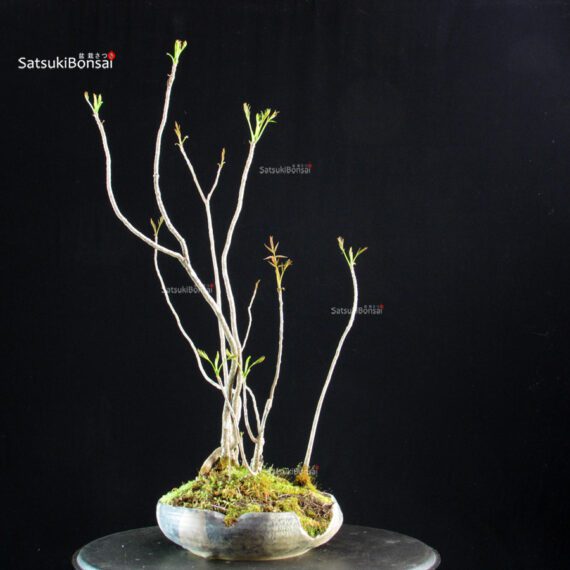 Rhus Succedanea - immagine 5