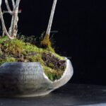 Rhus Succedanea - immagine 6