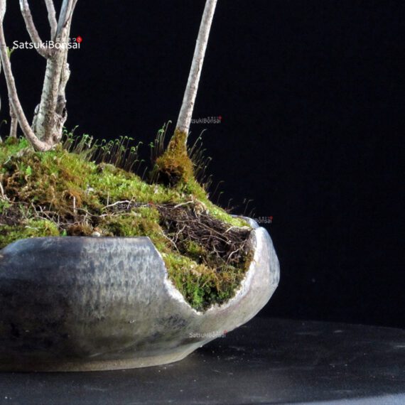 Rhus Succedanea - immagine 6