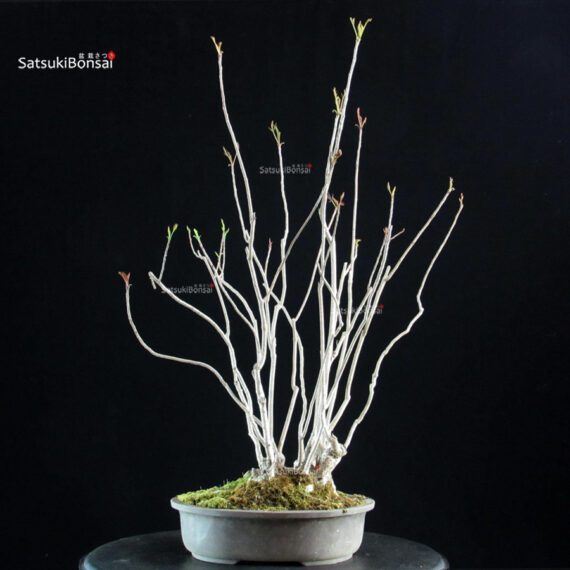 Rhus Succedanea - immagine 3