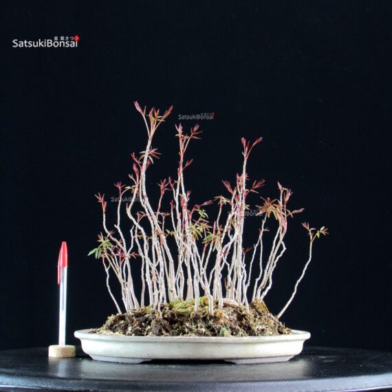 Rhus Succedanea - immagine 3